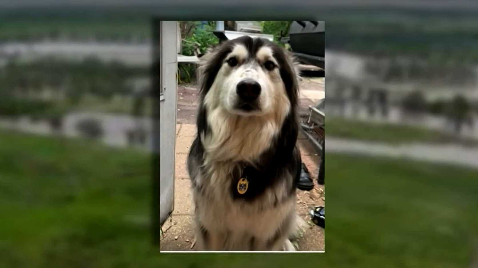 Caught on camera: Trooper rescues runaway dog on busy highway - Vimarsana News