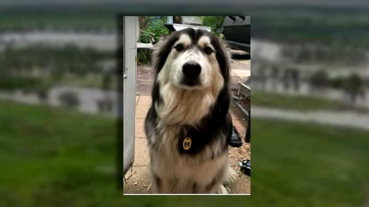 Caught On Camera Trooper Rescues Runaway Dog On Busy Highway Caught On Camera Trooper Rescues Runaway Dog On Busy Highway