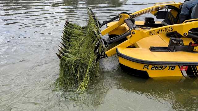 Local company cleaning Florida's waterways and feeding manatees - Vimarsana News
