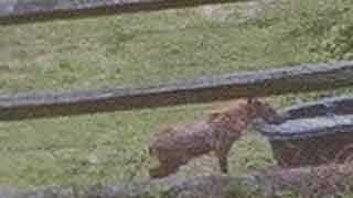Mystery Animal Possibly Spotted In Harford Co