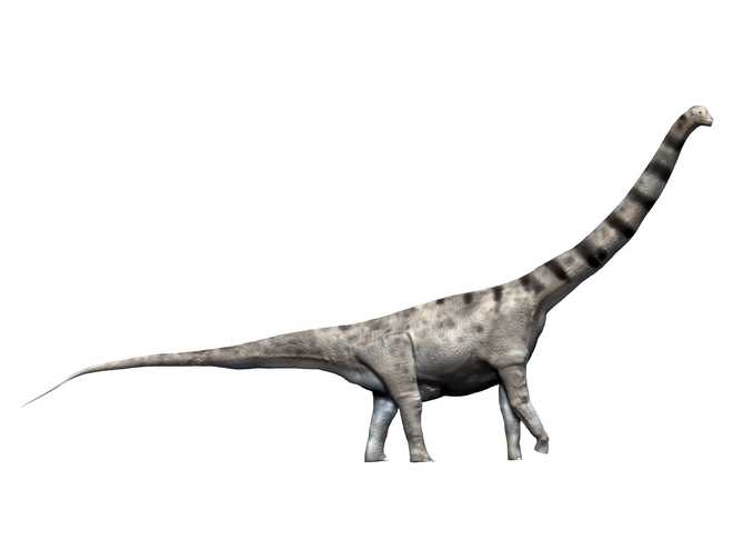 Argentinosaurus & # x20;  Él & # x20;  un & # x20;  saurópodo & # x20;  Dinosaurio & # x20;  Desde & # x20;  Era & # x20;  Tarde & # x20;  Cretáceo:
