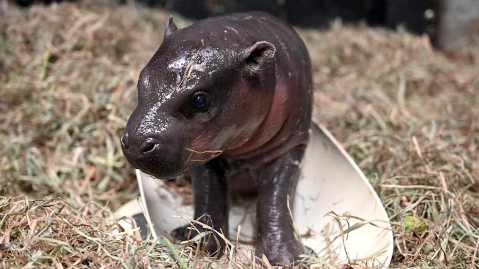 pygmy tapir