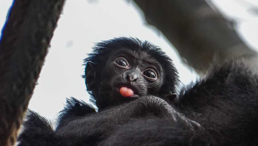 the virginia zoo's newest addition to its clan of endangered siamangs will be named by a member of the public through an auction.