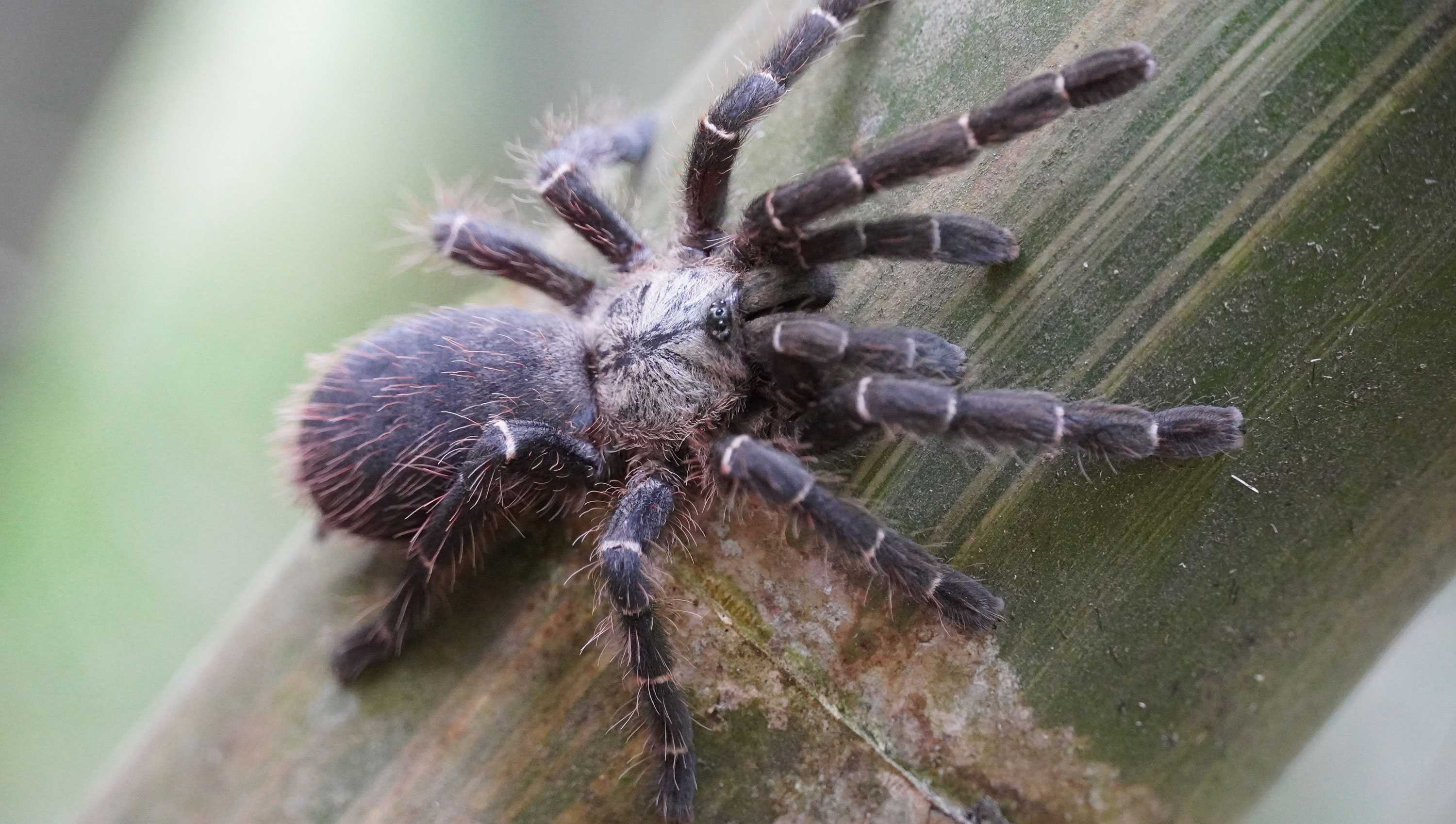 洋楽 Tarantula Beautiful New Tarantula Species With Hairy Orange Backside