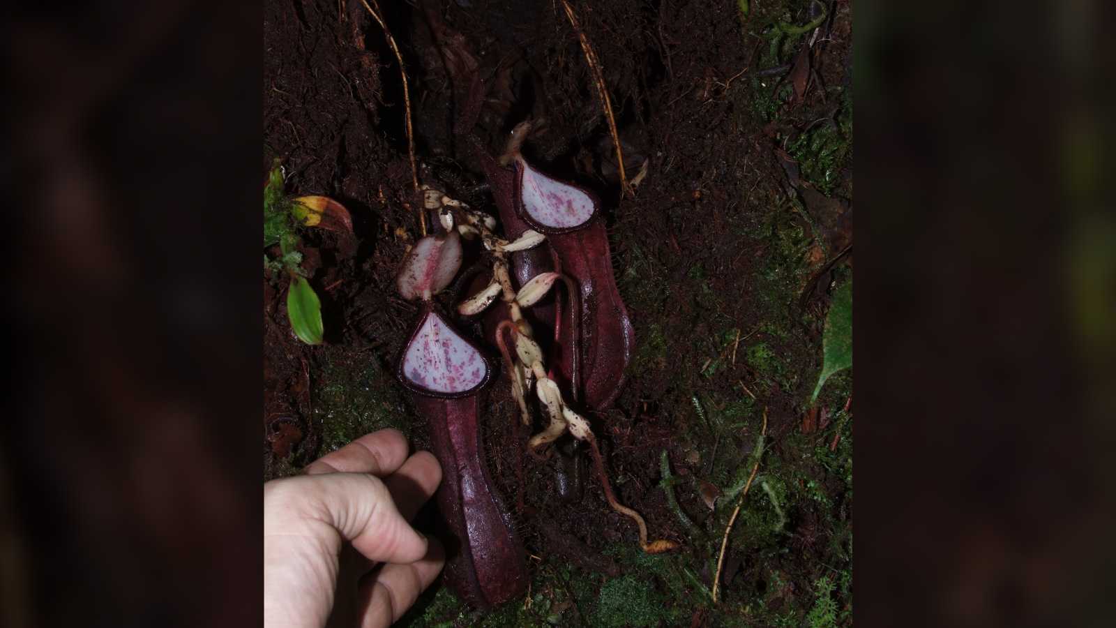 Carnivorous plant that traps prey underground is the 1st of its kind to be discovered - Vimarsana News