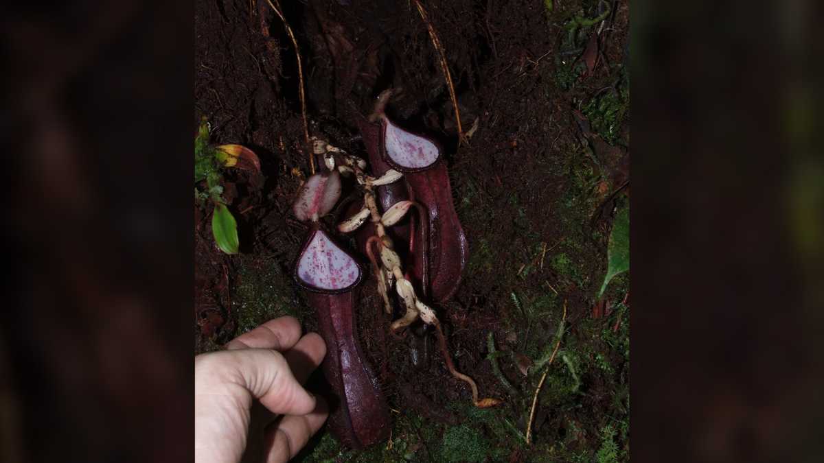 Carnivorous plant that traps prey underground is the 1st of its kind to be discovered