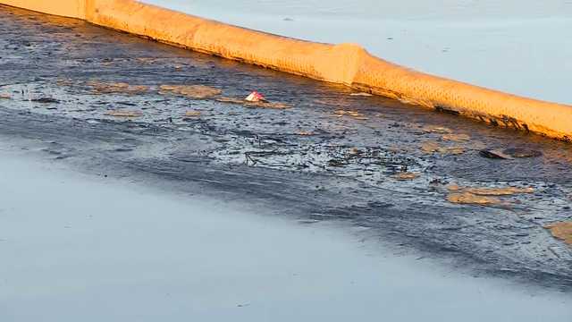 Dead birds and fish are washing up along a California beach - Vimarsana News