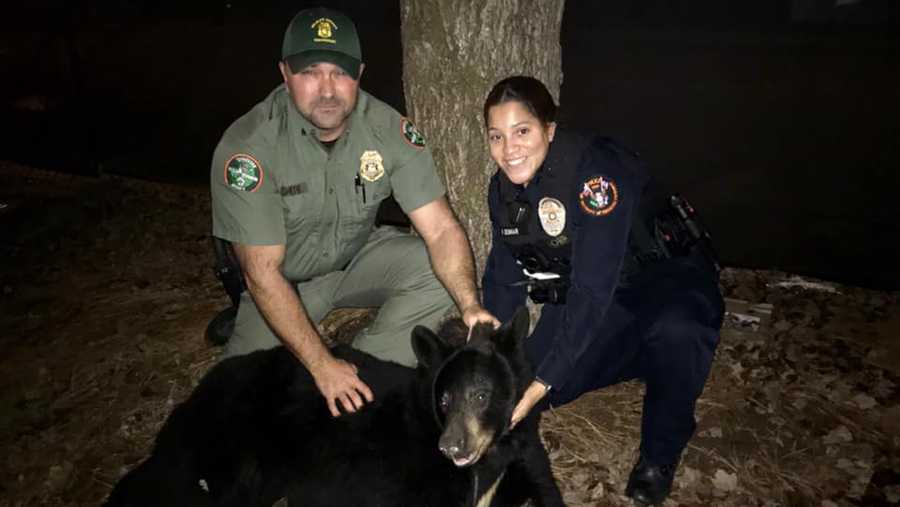 A 200-lb black bear was caught roaming around the University of Tennessee campus.