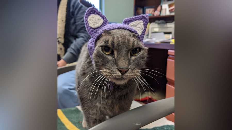 A stray cat in Wisconsin had her ears removed due to chronic and painful infections. So a helpful woman crocheted her some new ones.