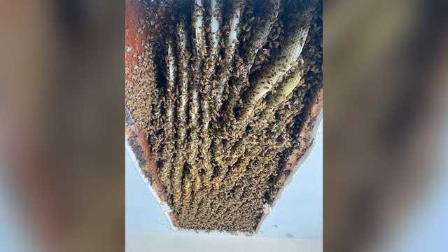 Woman finds at least 100,000 bees in her home -- for the second time - Vimarsana News