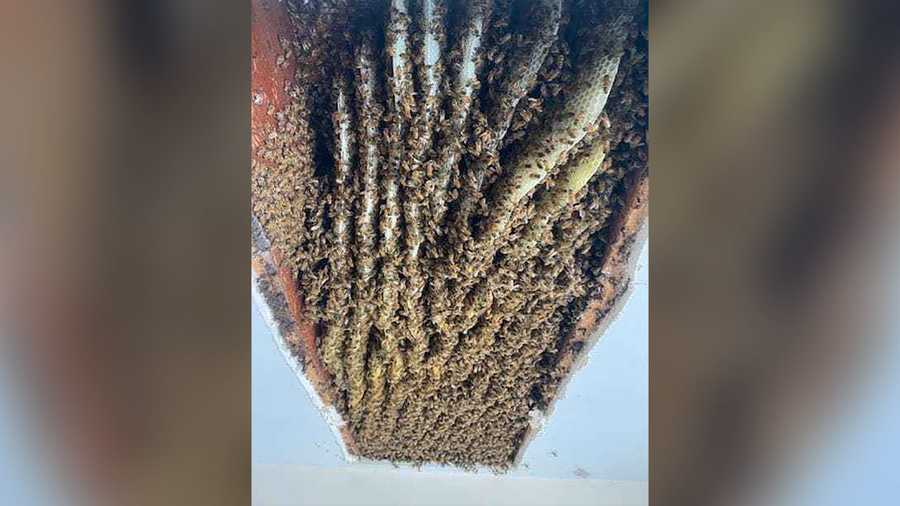 A Georgia woman was shocked to find over 100,000 bees in her home for the second time.
