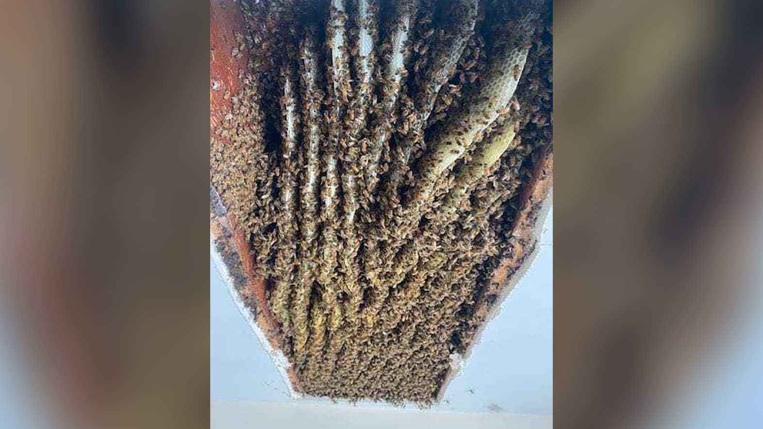 100,000 bees removed from Georgia home - Vimarsana News