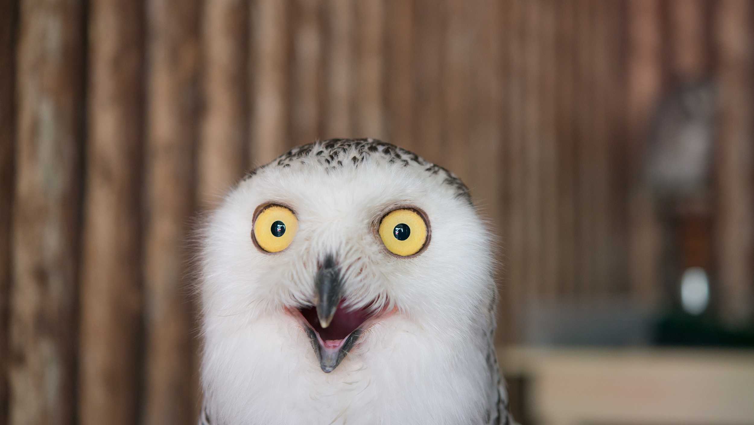 Owl photos are flooding the internet ahead of the Super Bowl - Vimarsana News
