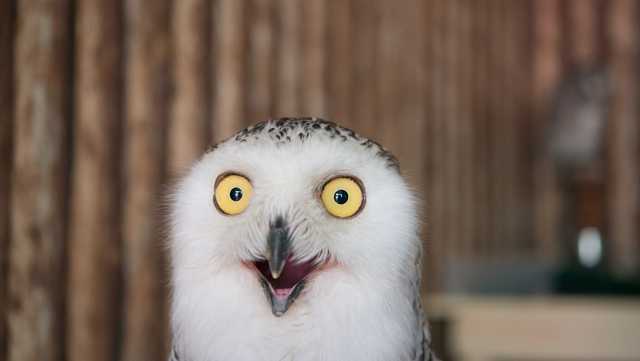 Owl photos are flooding the internet ahead of the Super Bowl - Vimarsana News