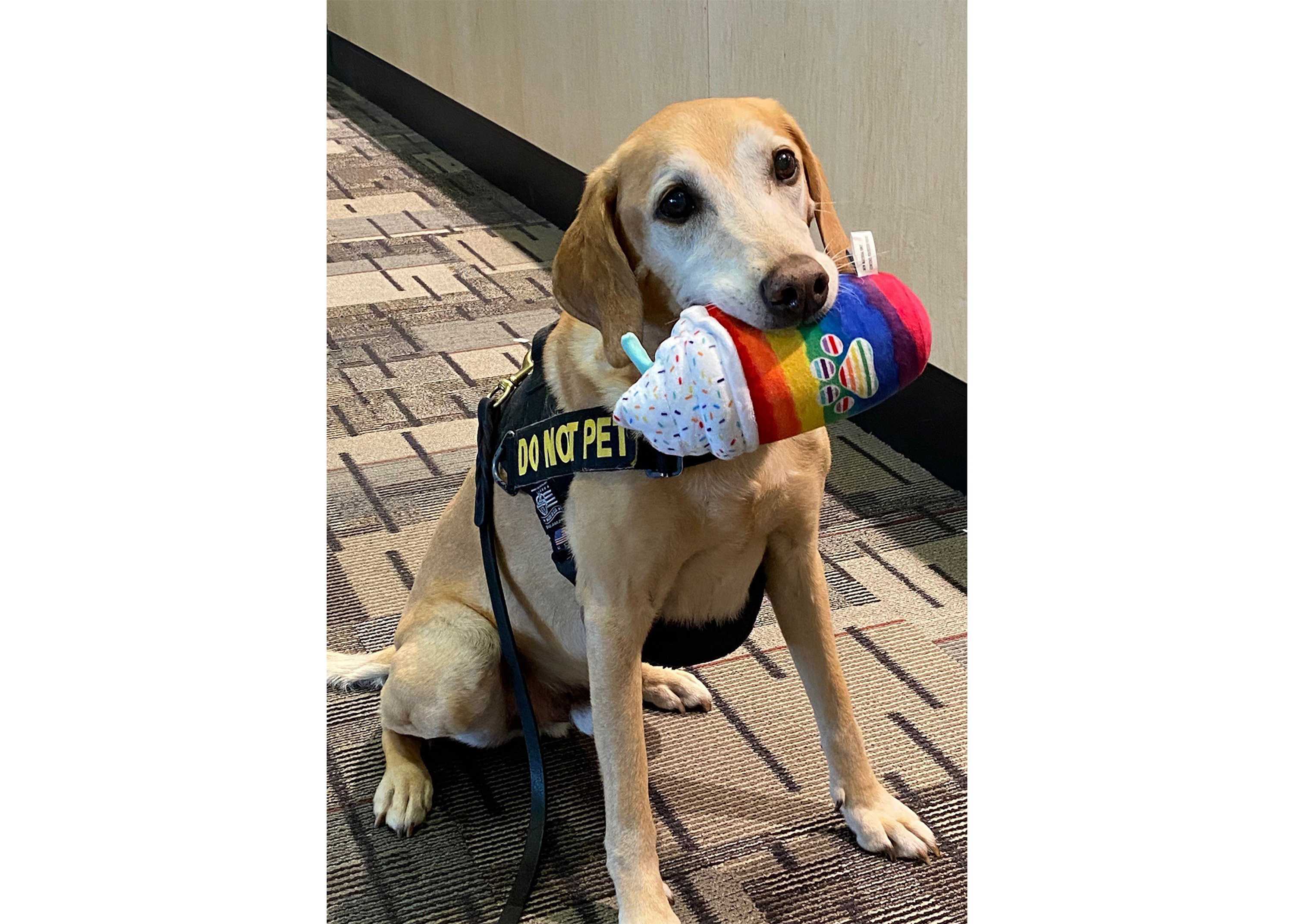 Meet the winner of TSA's 'Cutest Canine' contest