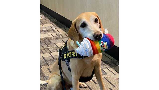 Screening dog Eebbers wins TSA's 'Cutest Canine Contest' - Vimarsana News