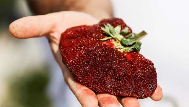Giant strawberry sets Guinness World Record - Vimarsana News