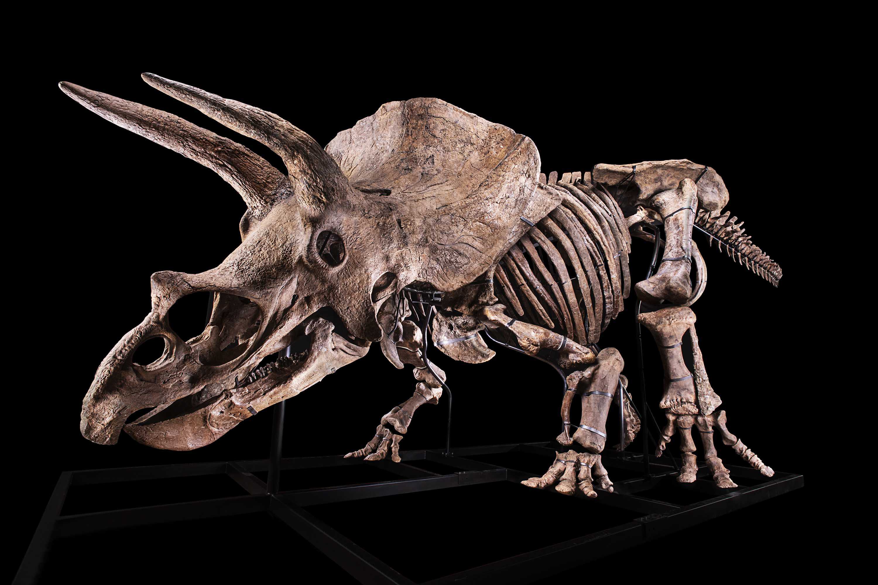 貴重レコード　TRICERATOPS/THE GREAT SKELETON'S Want a 66-million-year-old dinosaur skeleton? ﻿The world's