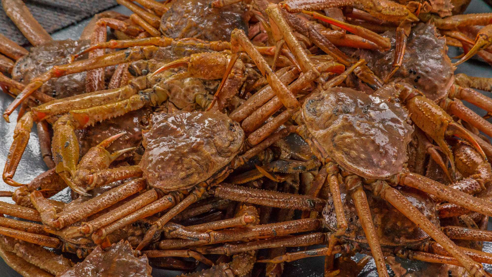Billions of snow crabs have disappeared from the waters around Alaska. Scientists explain why - Vimarsana News