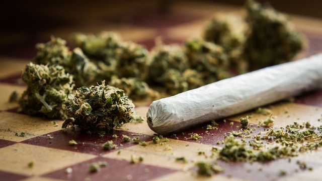 Highly potent weed creating marijuana addicts worldwide, study says - Vimarsana News