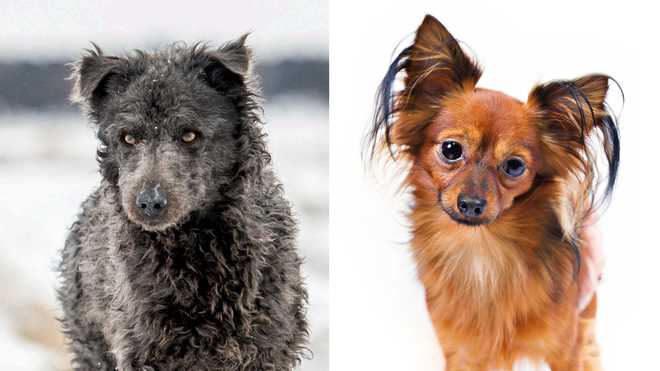 The&#x20;Mudi,&#x20;left,&#x20;and&#x20;the&#x20;Russian&#x20;Toy&#x20;have&#x20;both&#x20;been&#x20;recognized&#x20;by&#x20;the&#x20;American&#x20;Kennel&#x20;Club.