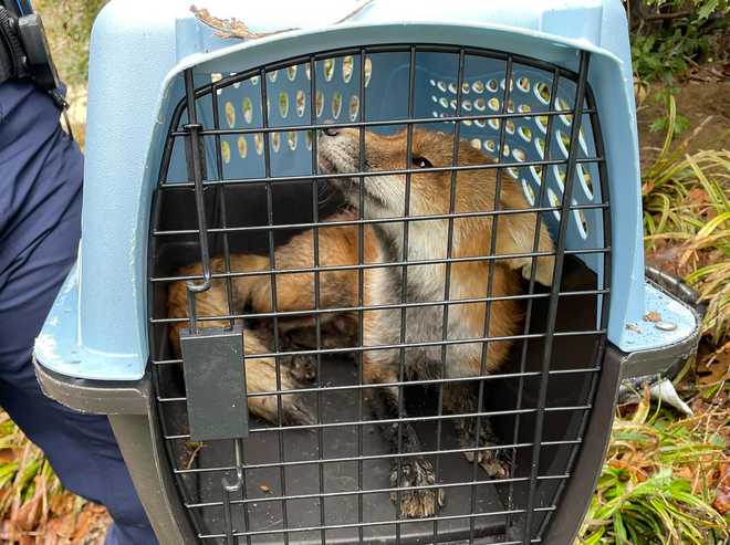Capitol Police capture fox after lawmaker says it bit through his pant leg