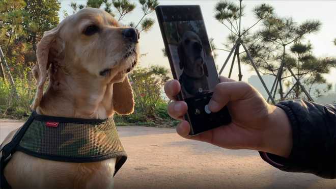 Petnow&#x20;is&#x20;an&#x20;AI-driven&#x20;smartphone&#x20;application&#x20;that&#x20;identifies&#x20;dogs&#x20;with&#x20;the&#x20;unique&#x20;patterns&#x20;on&#x20;their&#x20;noses.