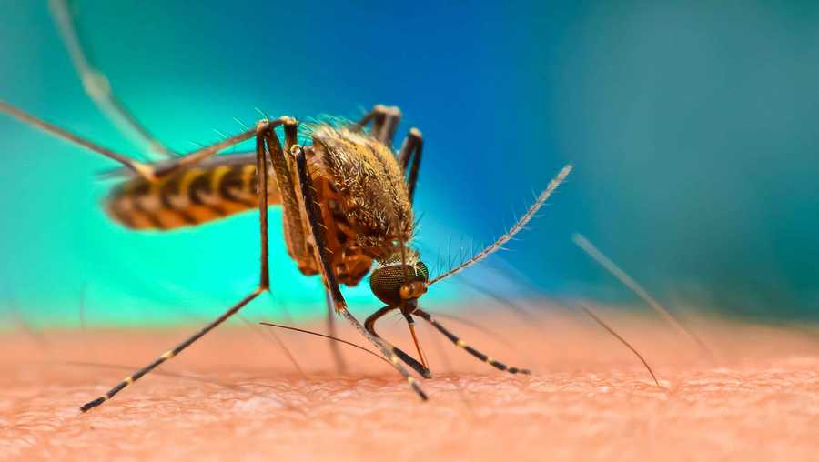 A plan to release genetically modified mosquitoes into the Florida Keys in 2021 received final approval from local authorities.