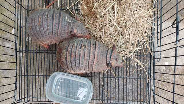 X-ray finds 109 live animals in women's luggage - Vimarsana News