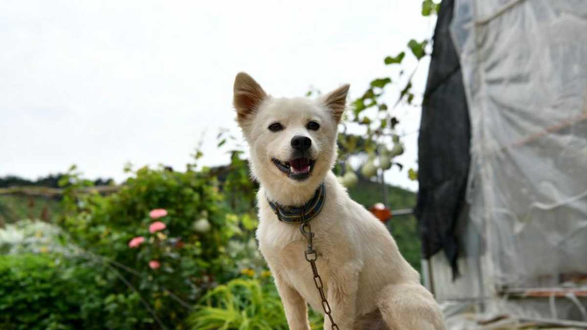 South Korea dog named first honorary rescue dog