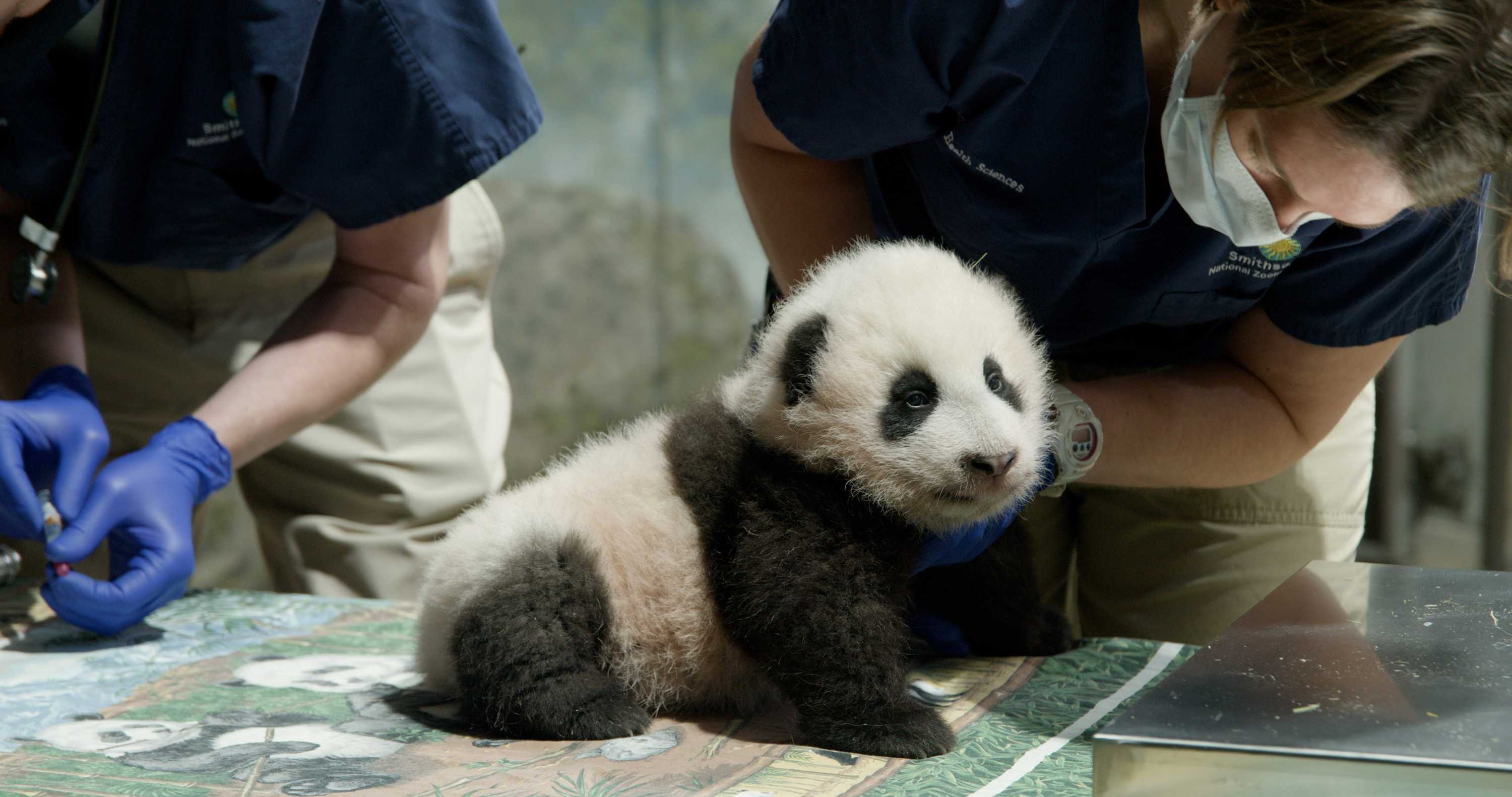 The National Zoo's Baby Panda Has A Name, And It Means 'little Miracle'