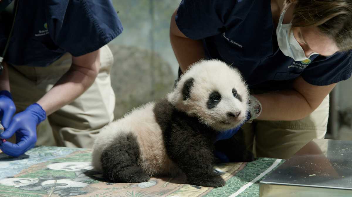 the-national-zoo-s-baby-panda-has-a-name-and-it-means-little-miracle