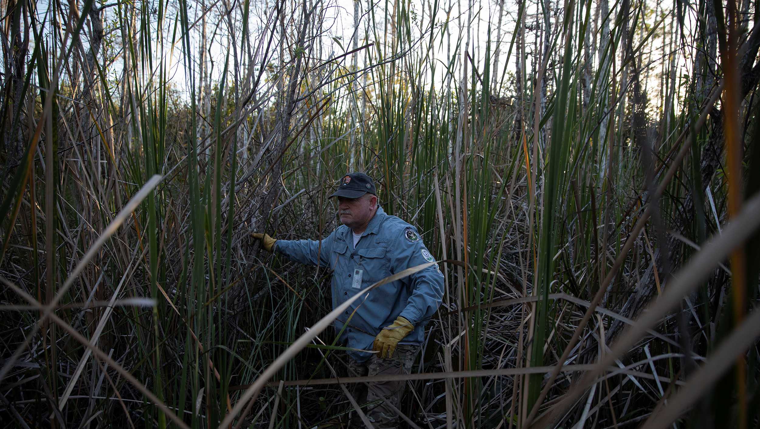 Hunters are swarming the Florida Everglades for the annual python challenge - Vimarsana News