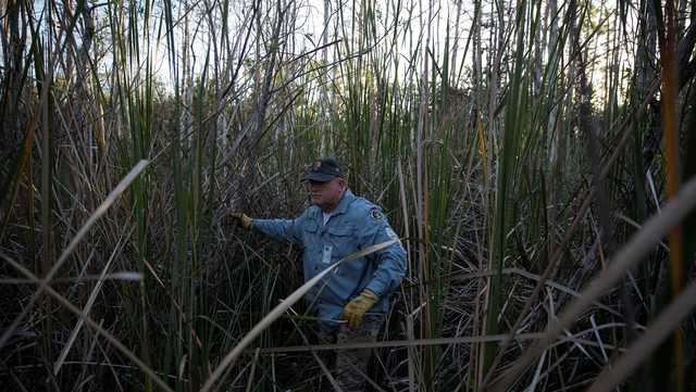 Hunters are swarming the Florida Everglades for the annual python challenge - Vimarsana News