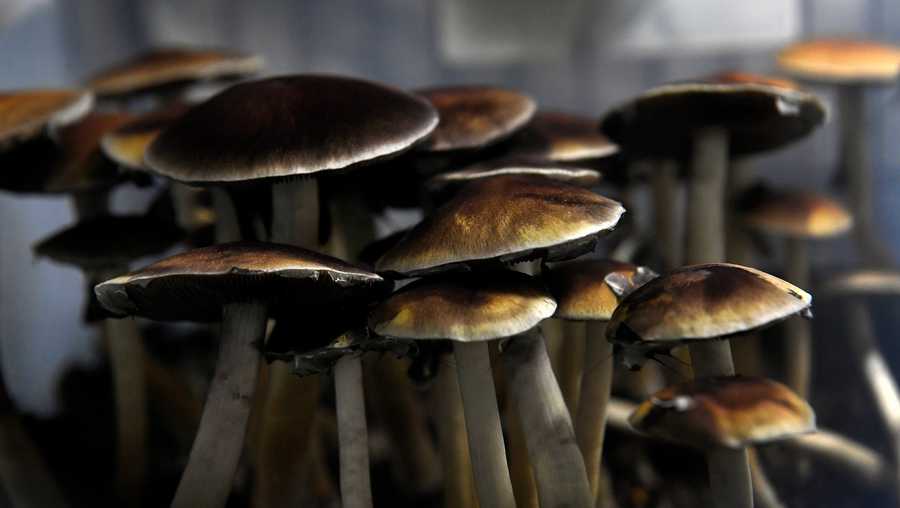 Mazatec psilocybin mushrooms are seen ready for harvest in their growing tubs Denver.