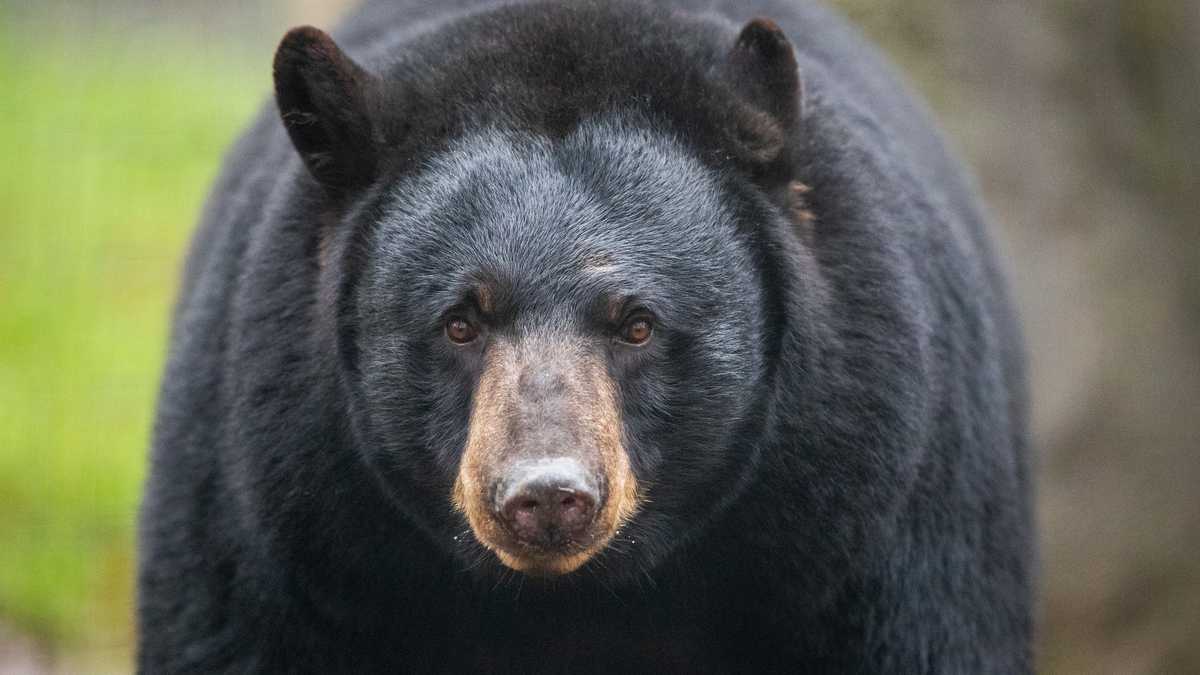 If you come across a bear, your next move is very important: Do