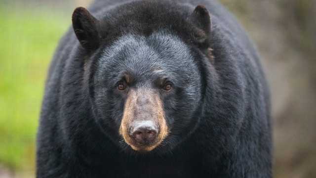 You come across a bear. Your next move is very important. Do you know what to do? - Vimarsana News