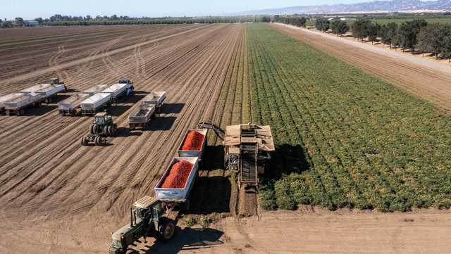 American farmers killing crops, selling cows because of drought - Vimarsana News