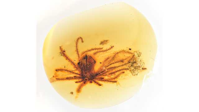 99 million-year-old flowers found perfectly preserved in amber - Vimarsana News