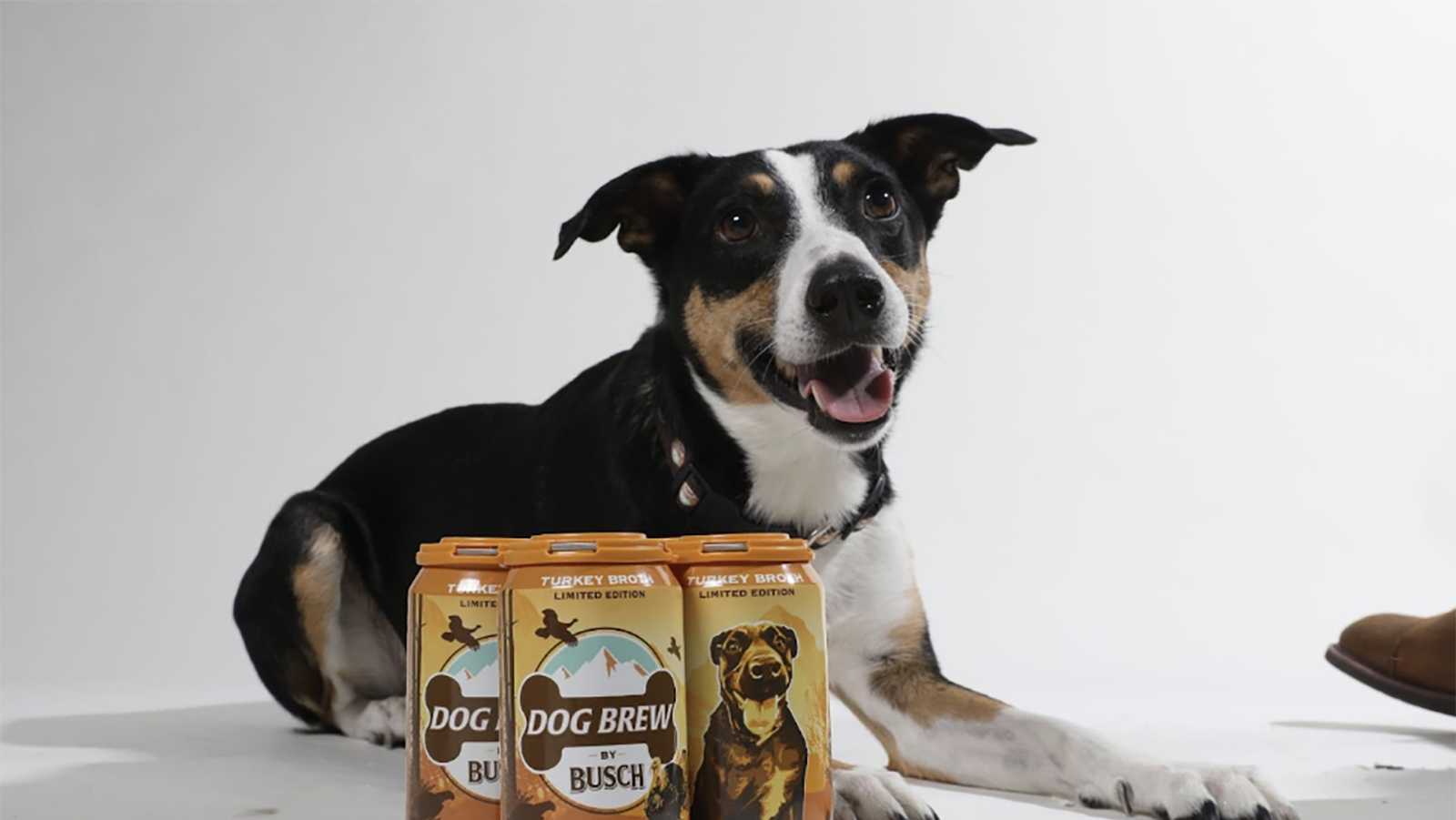 Busch debuts non-alcoholic 'Turkey Brew' for dogs - Vimarsana News