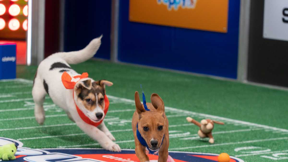 Team Fluff wins the 2022 Puppy Bowl