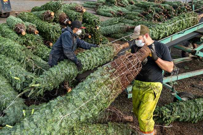 Grounds crew load cut and packaged Christmas trees onto trucks at Noble Mountain Tree Farm in Salem, Oregon, in 2020. Grounds crew load cut and packaged Christmas trees onto trucks at Noble Mountain Tree Farm in Salem, Oregon, in 2020.