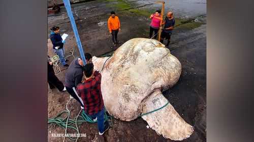Record-breaking bony fish weighing 3 tons found in Portugal - Vimarsana News