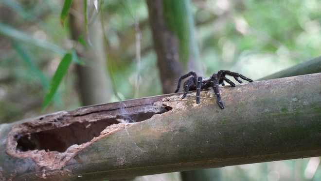 Taksinus bambus is the first known tarantula to live only in bamboo stalks.