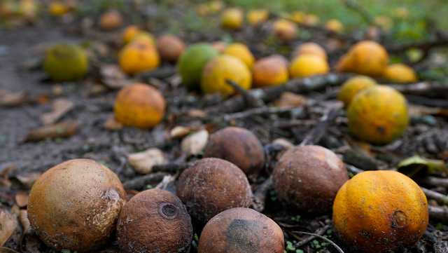 Florida orange production expected to fall to 80-year low point - Vimarsana News