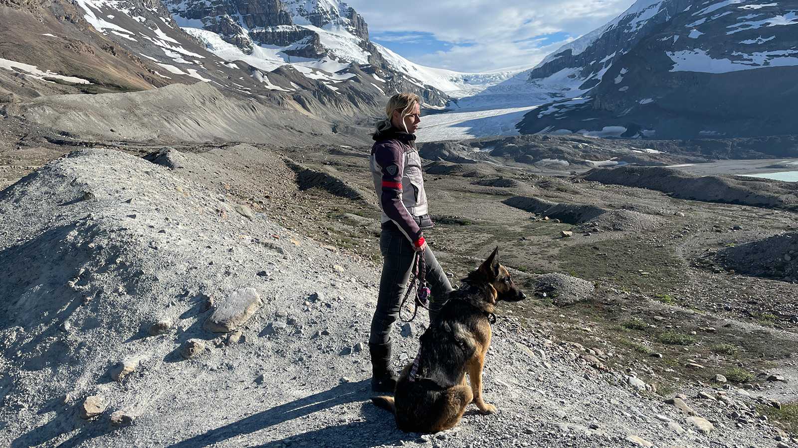 German shepherd clearance trail dog