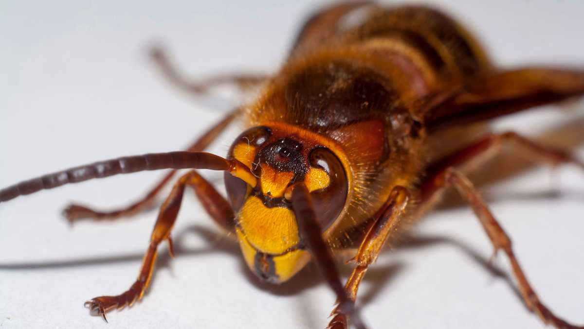 Officials Have Eradicated The Second Murder Hornet Nest Of The Year A Third Nest Has Been Located