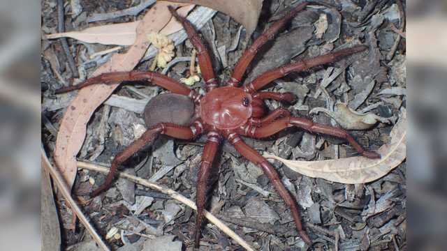 Rare giant spider species has been found in Australia - Vimarsana News