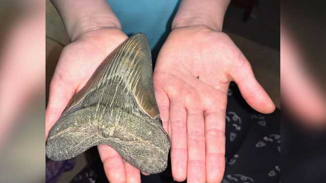 Nine-year-old Molly Sampson is an aspiring paleontologist who has discovered a megalodon tooth. x20; Christmas Calvert Cliffs State Park in Maryland.