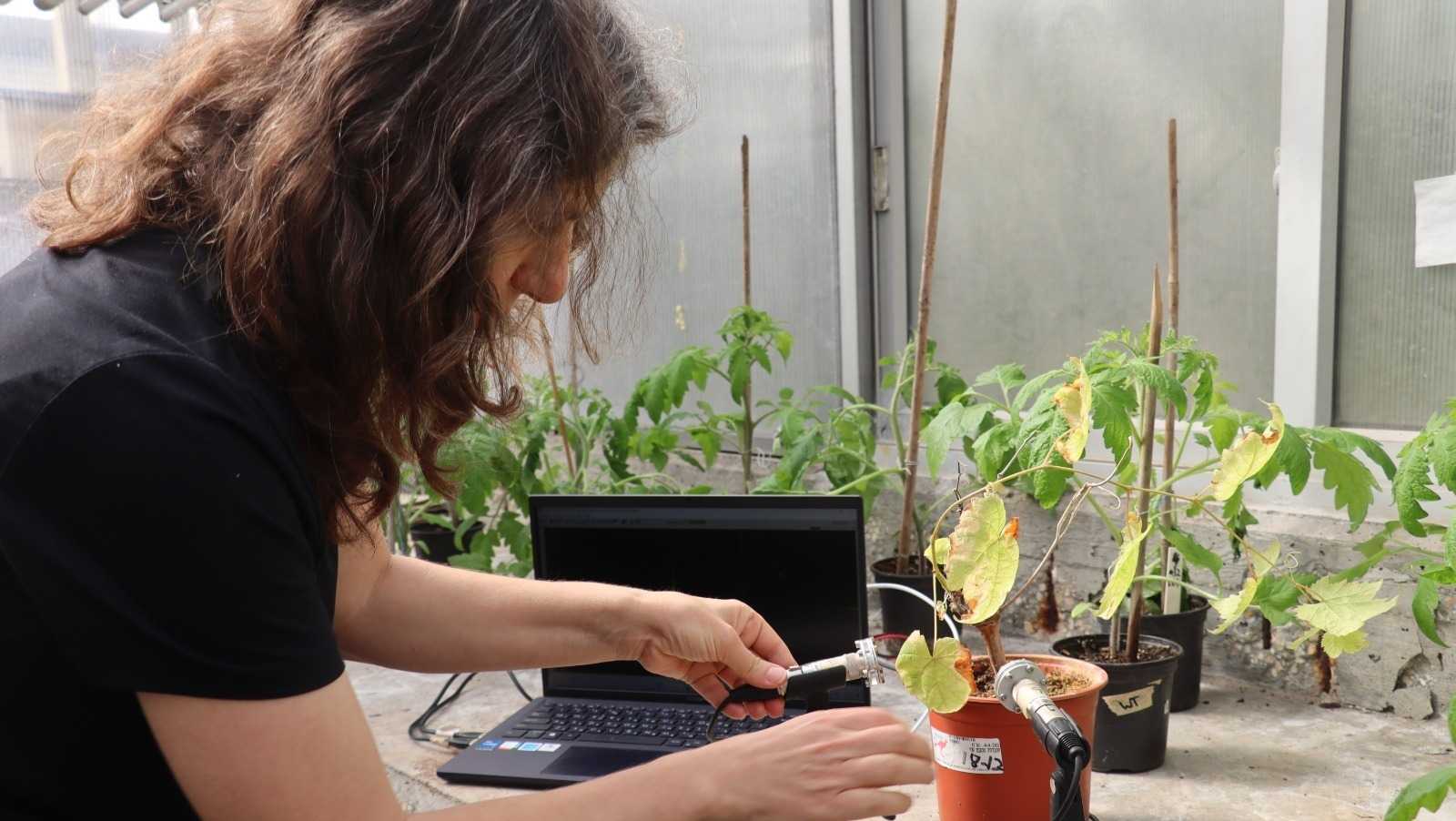 Plants aren't silent. They make clicking sounds, a study finds - Vimarsana News